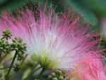 Samanea saman - Détails d'une fleur