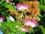 Samanea saman - Floraison