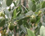 Simmondsia chinensis - Fructification