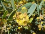 Simmondsia chinensis - Inflorescence