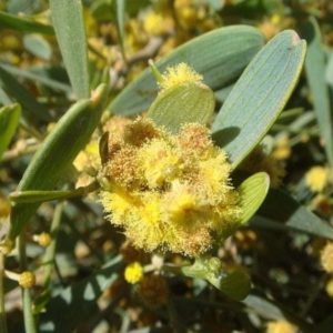 Simmondsia chinensis - Inflorescence