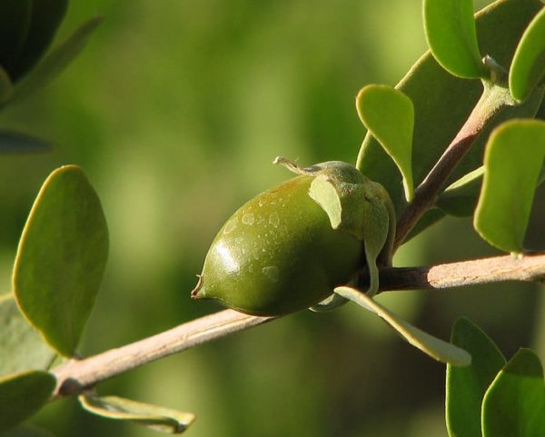 Simmondsia chinensis - Noix de Jojoba