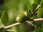 Simmondsia chinensis - Noix de Jojoba