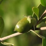 Simmondsia chinensis - Noix de Jojoba