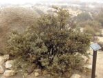 Simmondsia chinensis - Vue générale