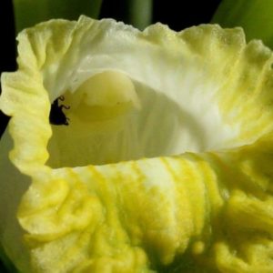 Vanilla bahiana - Détails d'une fleur