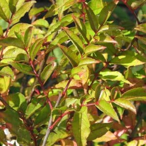 Graines de Zanthoxylum armatum, Graines de Poivrier de Timut