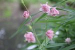 Aquilegia vulgaris - Ancolie commune rose double