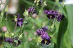 Aquilegia vulgaris - Ancolie commune violette double