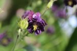 Aquilegia vulgaris - Ancolie commune violette double