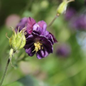 Aquilegia vulgaris - Ancolie commune violette double