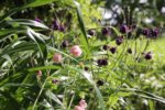Aquilegia vulgaris - Ancolies communes rose et violette doubles