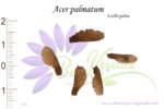 Graines d'Acer palmatum, Acer palmatum seeds