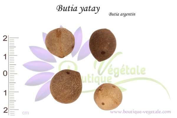 Graines de Butia yatay, Butia yatay seeds