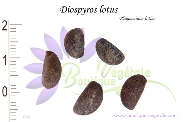 Graines de Diospyros lotus, Diospyros lotus seeds