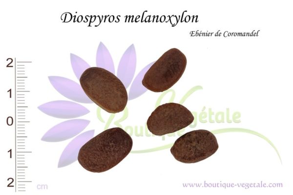 Graines de Diospyros melanoxylon, Diospyros melanoxylon seeds