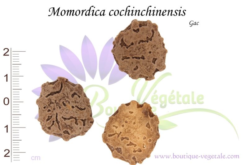 Graines de Momordica cochinchinensis, Momordica cochinchinensis seeds