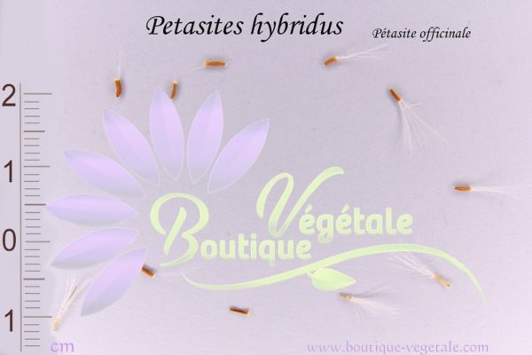 Graines de Petasites hybridus, Petasites hybridus seeds