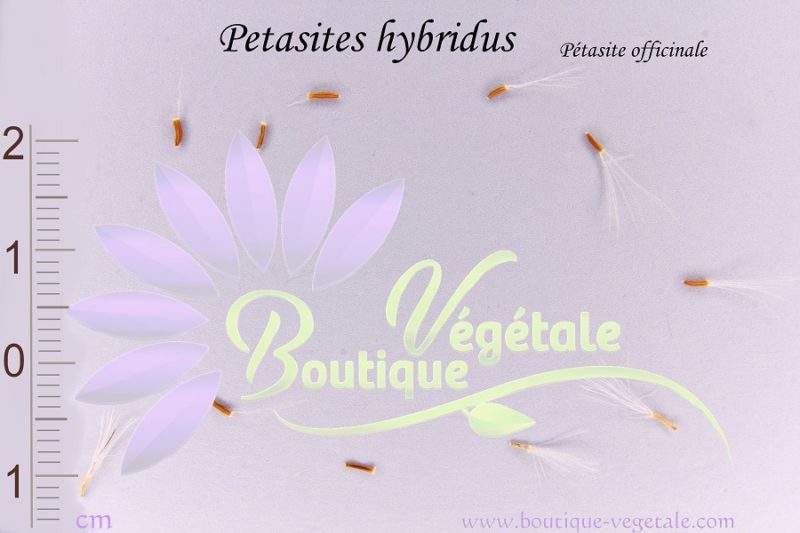 Graines de Petasites hybridus, Petasites hybridus seeds