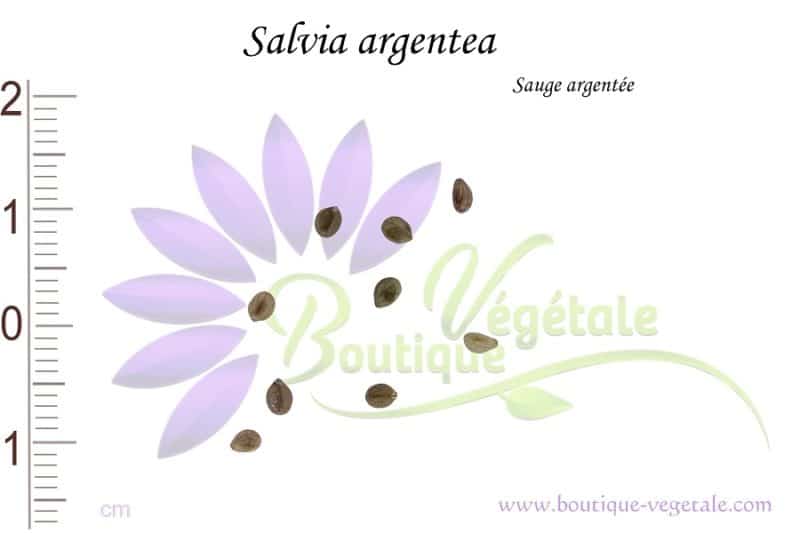 Graines de Salvia argentea, Salvia argentea seeds
