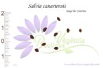 Graines de Salvia canariensis - Salvia canariensis seeds