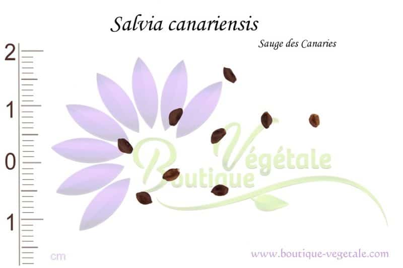 Graines de Salvia canariensis - Salvia canariensis seeds