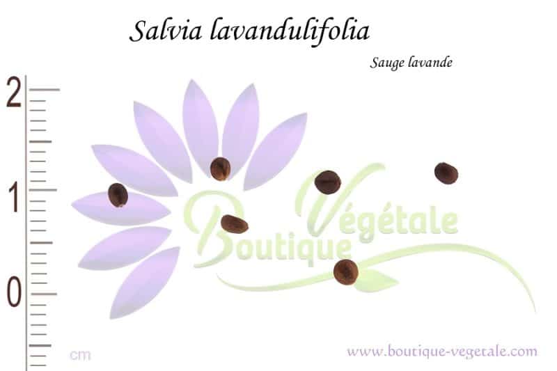 Graines de Salvia Lavandulifolia - Salvia Lavandulifolia seeds