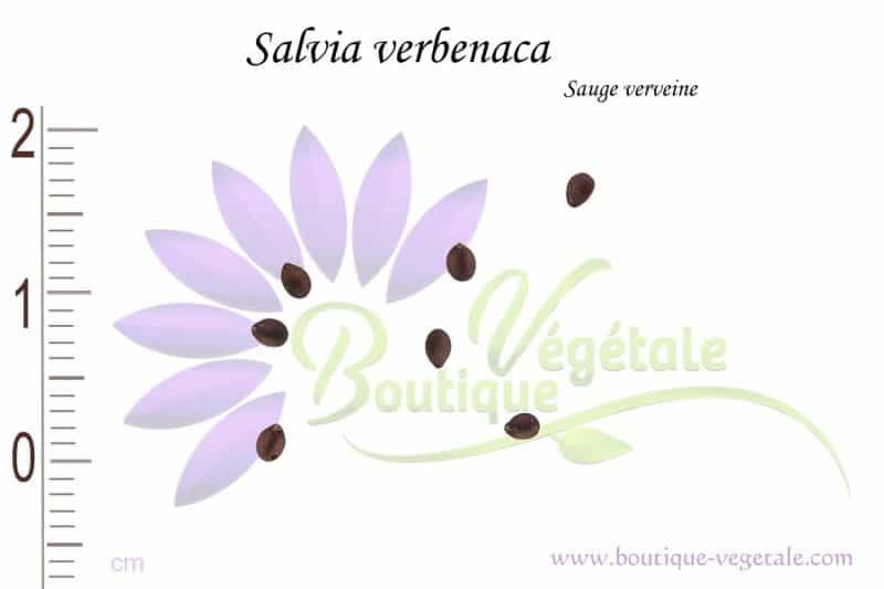 Graines de Salvia verbenaca, Salvia verbenaca seeds