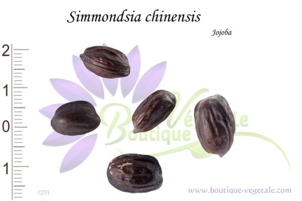 Graines de Simmondsia chinensis, Simmondsia chinensis seeds