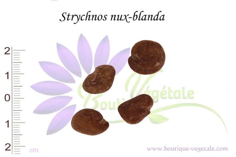 Graines de Strychnos nux-blanda, Strychnos nux-blanda seeds