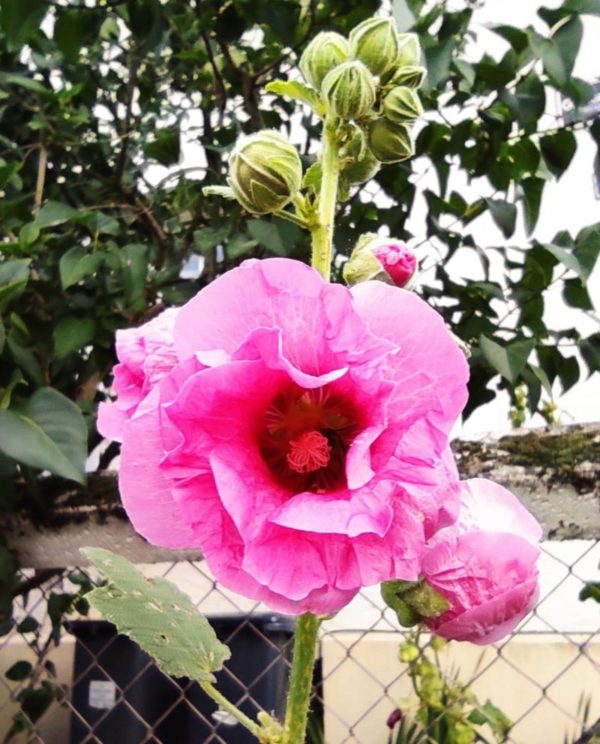 Rose trémière rose - Alcea rosea