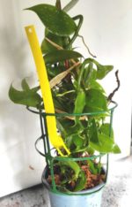 Plants de Vanillier - Vanilla planifolia
