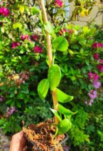 Plant de Vanillier - Vanilla planifolia