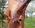 Acer roseum - Détail du tronc