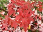 Acer griseum, Feuillage d'automne Érable à écorce de papier, graines d'Acer griseum, graines d'automne Érable à écorce de papier