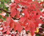 Acer griseum - Feuillage d'automne