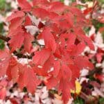 Acer griseum, Feuillage d'automne Érable à écorce de papier, graines d'Acer griseum, graines d'automne Érable à écorce de papier