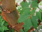 Acer griseum, Feuillage et tronc d'Érable à écorce de papier, graines d'Acer griseum, graines d'Érable à écorce de papier