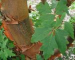 Acer griseum - Feuillage et tronc