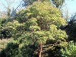 Acer griseum, Vue générale d'Érable à écorce de papier, graines d'Acer griseum, graines d'Érable à écorce de papier