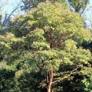 Acer griseum, Vue générale d'Érable à écorce de papier, graines d'Acer griseum, graines d'Érable à écorce de papier
