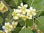 Actinidia delicious - Floraison