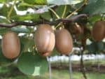 Actinidia delicious - Infrutescence et feuillage