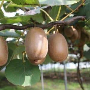 Actinidia delicious - Infrutescence et feuillage