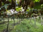 Actinidia delicious - Plantation