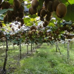 Actinidia delicious - Plantation