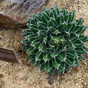 Graines d'Agave pintilla, graines de Maguey Pintillo