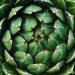 Graines d'Agave pintilla, graines de Maguey Pintillo