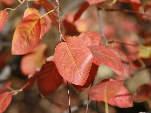 Amelanchier canadensis - Feuillage en automne