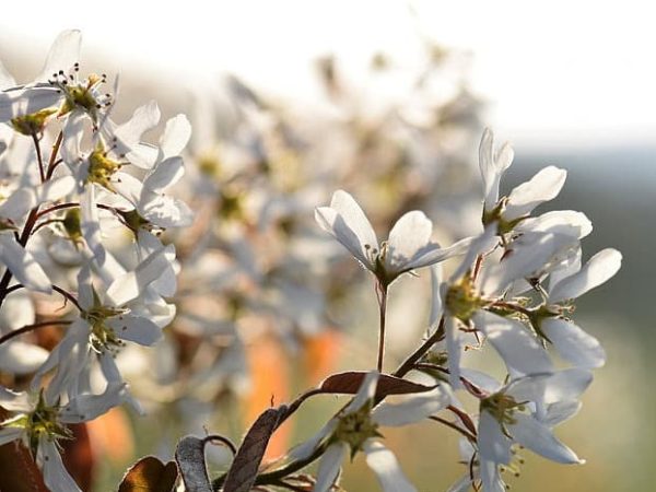 Amelanchier canadensis - Inflorescence